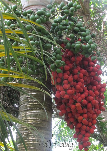 Les fruits colorés toujours à profusion sur le Wodyetia bifurcata!.jpg