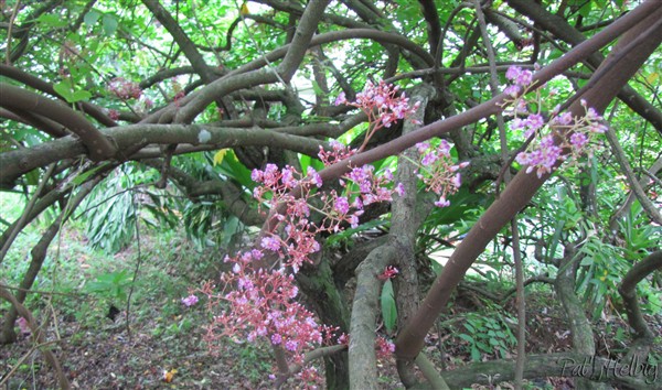 mystèrieuses inflorescences du carambolier réparties sur le tronc et les branches.jpg