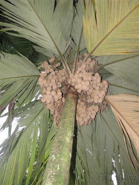 Toujours là, mais sans les chauve-souris et de plus en plus haut ! Le Pelagodoxa henryana.jpg