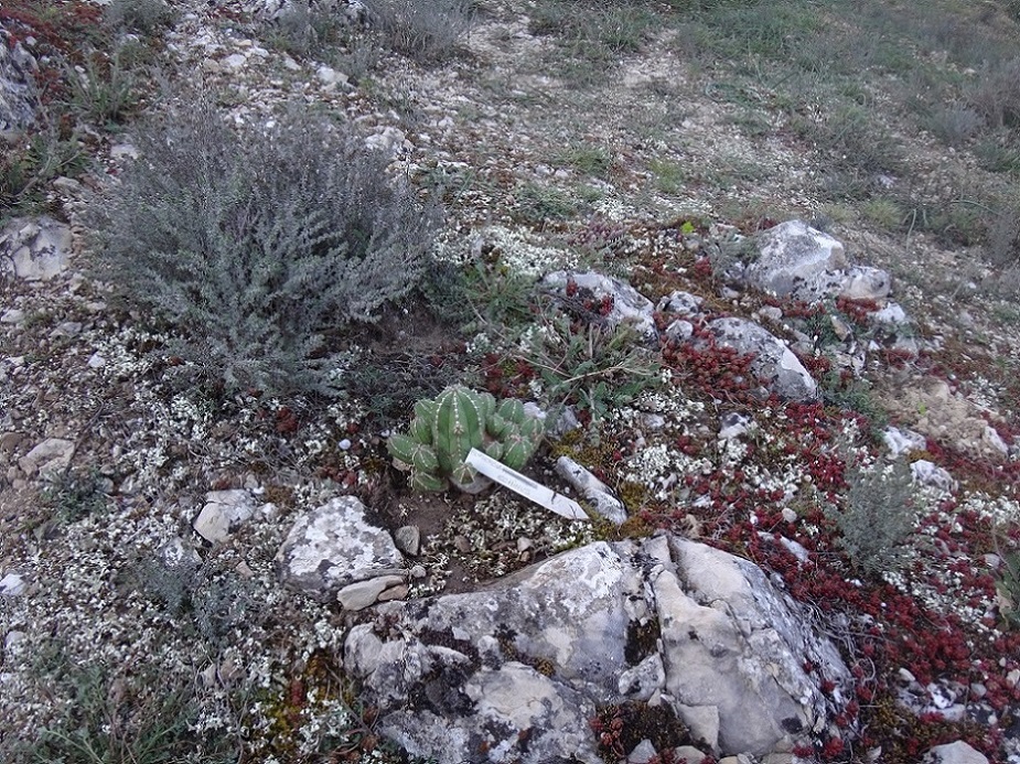 Euphorbia echinus.JPG