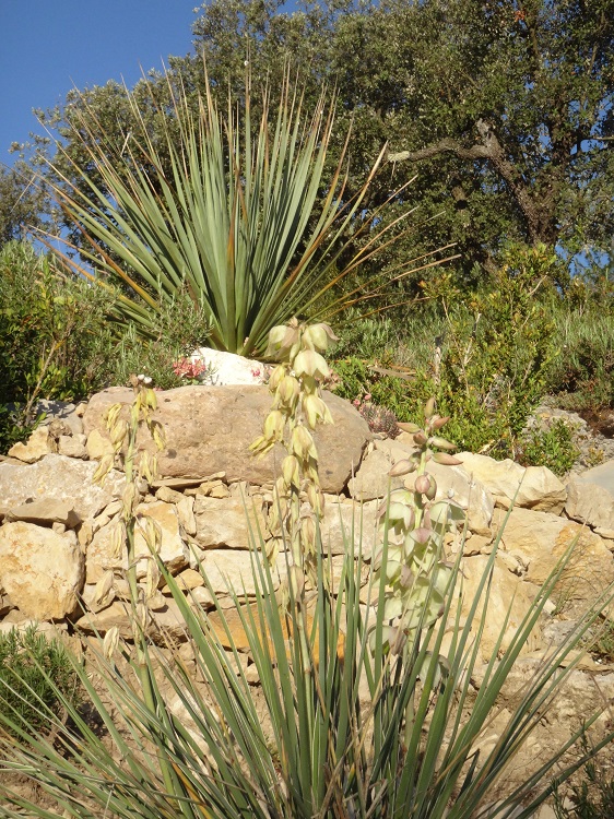 Yucca glauca.JPG