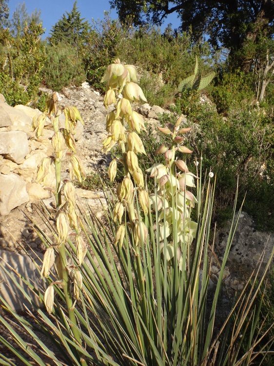 Yucca glauca en fleurs.JPG