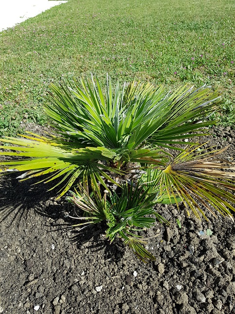 Premier palmier
