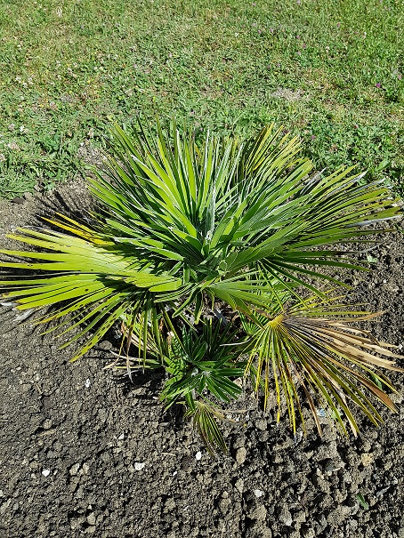 toujours le premier palmier vue 2