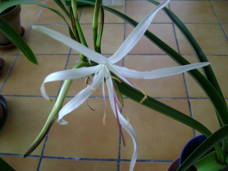 001 fleur de crinum mauritianum.jpg