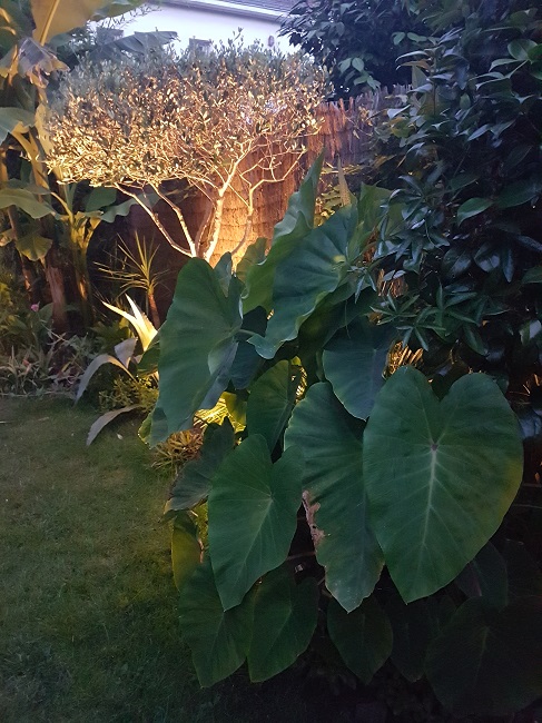 Jardin de nuit juin 2017 2.jpg