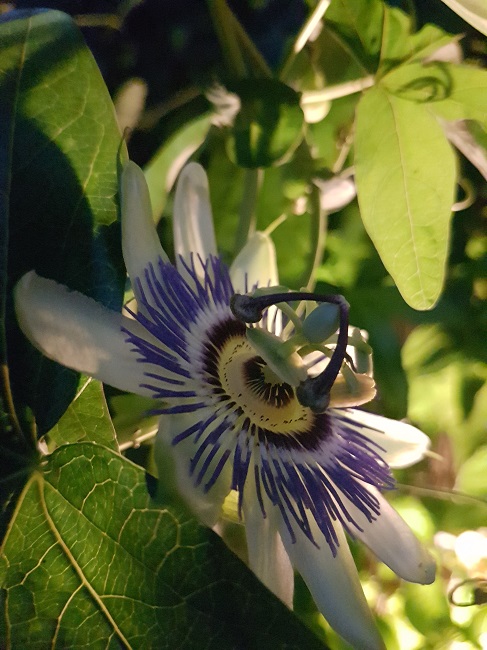 Jardin de nuit juin 2017 10.jpg