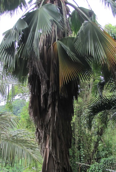 et les palmes sèches du Licuala grandis habillent son stipe..jpg