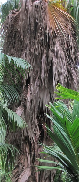 La cascade de palmes sèches du Washingtonia robusta.jpg