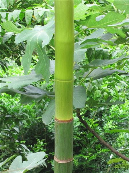 Harmonie de verts sur le stipe de l' Actinorhytis calapparia..jpg