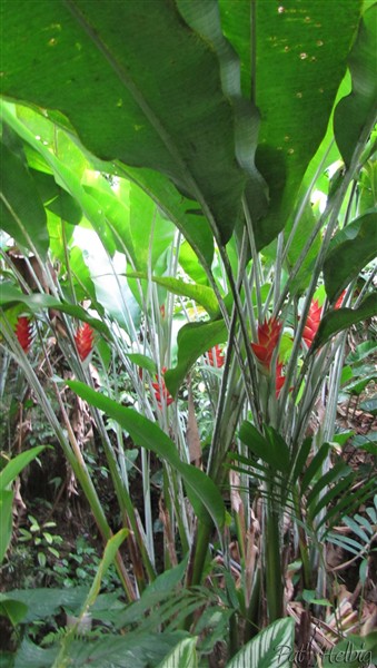 L'Héliconia caribea rouge dans une clairière..jpg