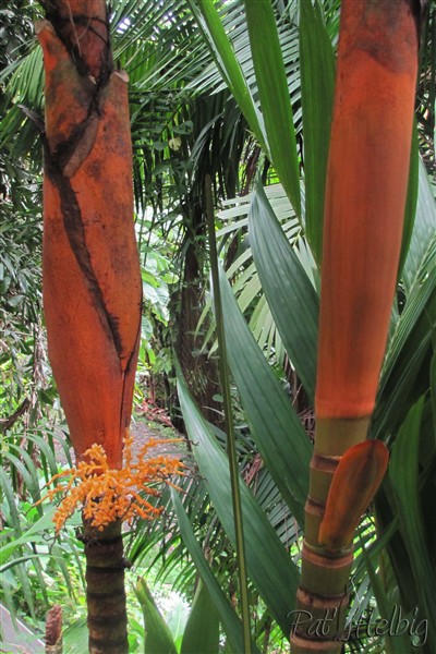 L'Areca vestaria, planté en 2004, commence aussi à fructifier.jpg