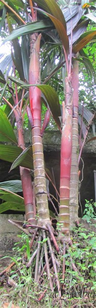 Premières spathes de l'Areca vestaria maroon planté en 2008..jpg