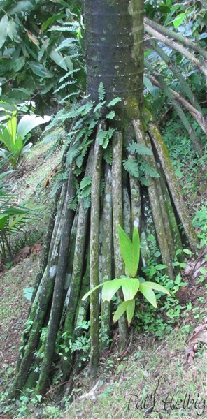 Le Verschiaffeltia splendida planté en 2000 n'est plus mal élevé  (photo page 4 ) et prend soin d'un de ses descendants qui  a poussé entre ses racines échasse..jpg