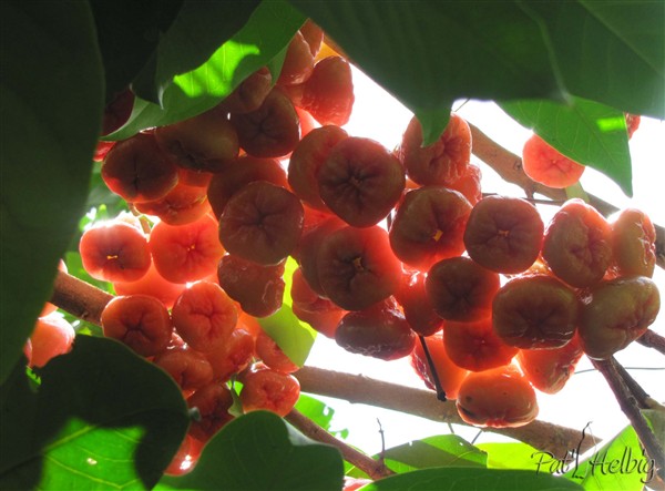 A l'ombre du pied de pomme malacca plein de fruits rafraîchissants..jpg