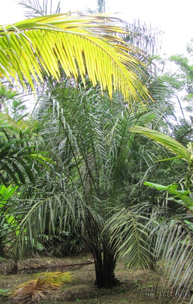 Le Rafia manbillensis otedoh planté en 2011 fait de très longues palmes de 7 m mais est souvent infesté de flumagine  à ses bases sans stipe. Il est cespiteux et je l'ai placé en zone mouilleuse.jpg