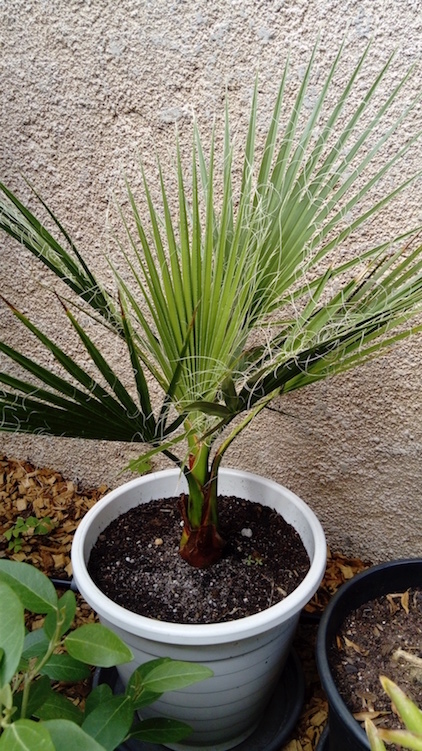 Washingtonia filifera