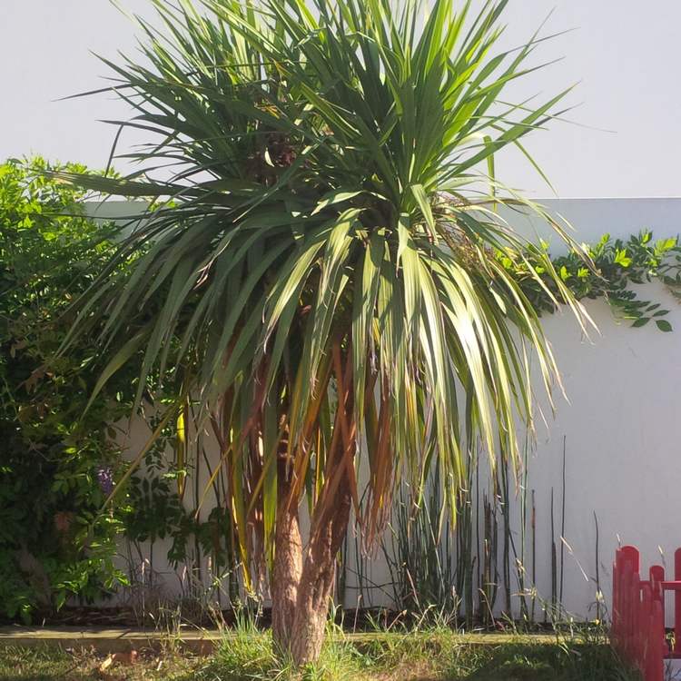 CORDYLINE.jpg