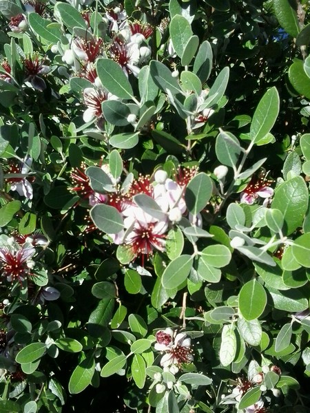 fleur feijoa sellowana (Copier).jpg
