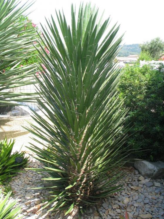 Yucca carnerosana.jpg