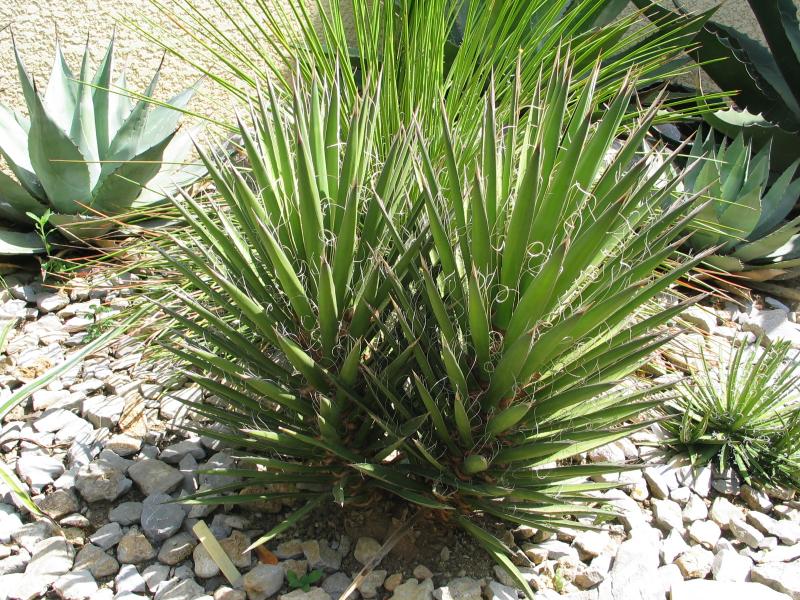 Yucca vallida.jpg