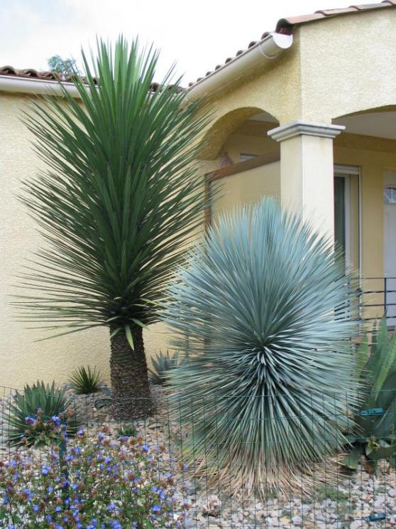 Yucca decipiens.jpg