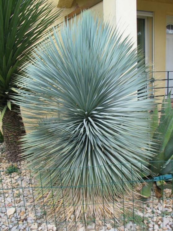 Yucca thompsoniana.jpg