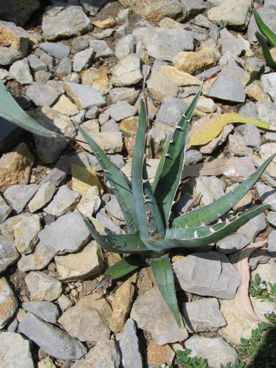 Agave kerchovei.jpg