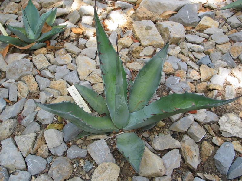 Agave subsimplex.jpg