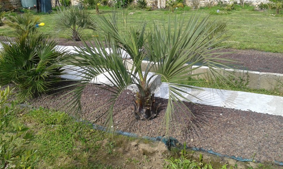 butia capitata mai 2016