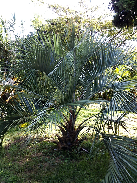 Butia odorata