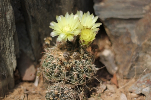 Gymnocalycium_fleur_jaune,_andreaea_ou_schatzlianum.jpg