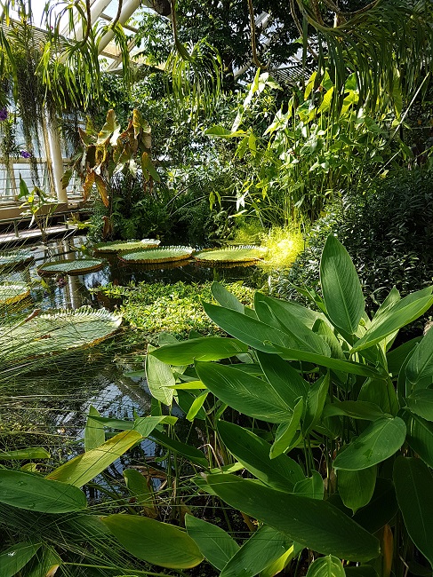 NY Jardin botanique juillet 2017 (22).jpg