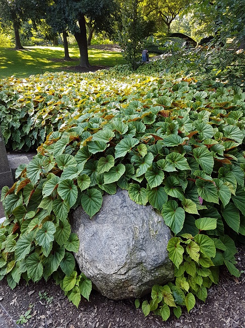 NY Jardin botanique juillet 2017 (23).jpg