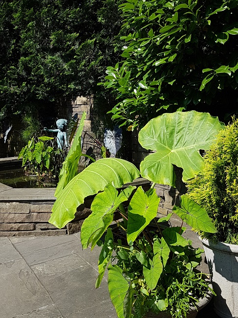NY Jardin botanique juillet 2017 (5).jpg
