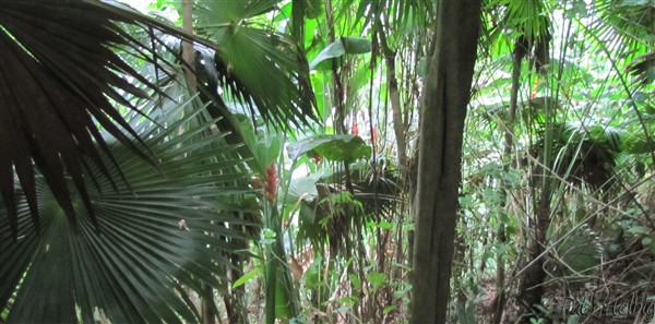 Le sous-bois avec des Heliconia.jpg