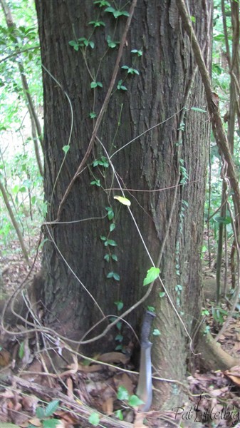 Encore un beau mahogany avec moins de contreforts puisqu'il s'est implanté sur un palier. Il est originaire du Honduras..jpg