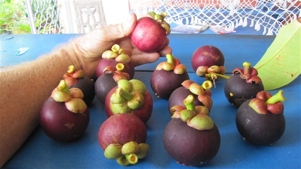 J'ai cette année une belle récolte de mangoustans; L'arbre a mis + de 20 ans avant de produire des fruits!.JPG