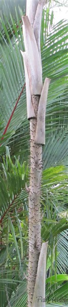 Le curieux stipe du Mauritiella aculeata abandonne difficilement ses bases foliaires!.jpg