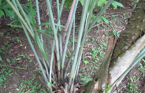 La base cespiteuse du Mauritiella aculeata. Pour le moment un seul stipe s'est développé à une vitesse fulgurante!.jpg