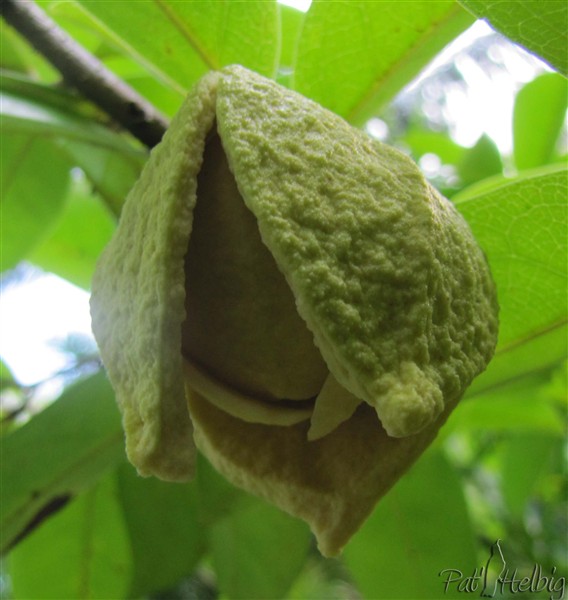 La fleur du corossolier (Annona muricata) se trouve aussi bien sur le tronc que sur les branches..jpg