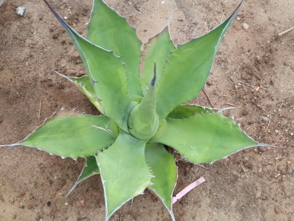 agave salmiana crassispina 1 (FILEminimizer) (2).jpg