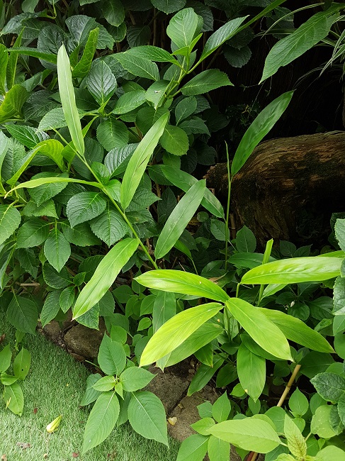 Alpinia Galanga 02082017.jpg