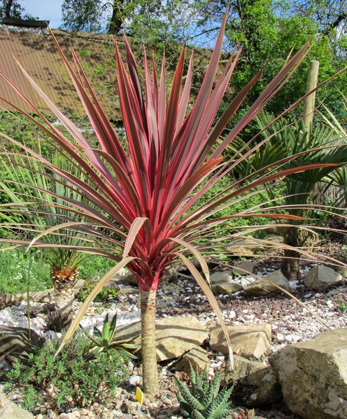 cordyline charlie boy (Copier).JPG