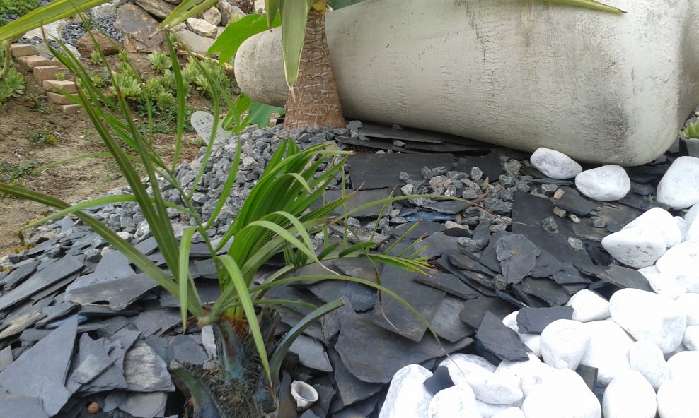 Butia ériospatha