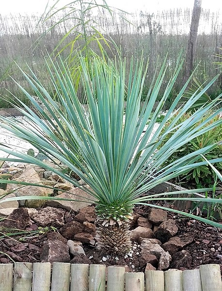 yucca rostrata blue swan.jpg