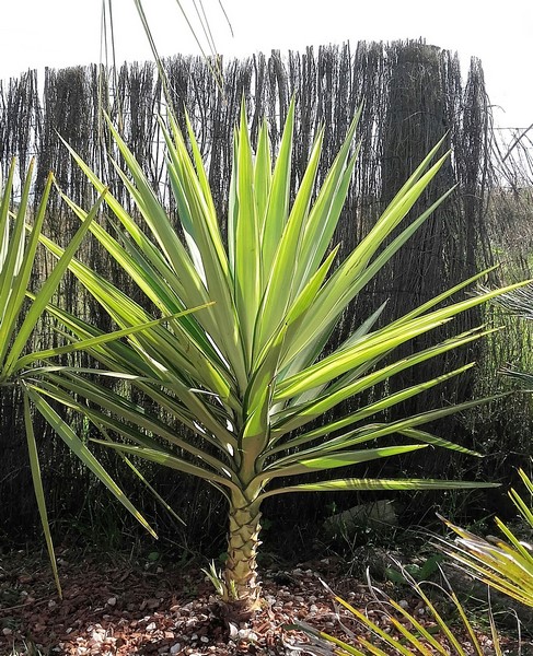 yucca elephantipes jewel (Copier).jpg