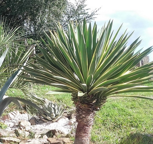 yucca gloriosa variegata.jpg