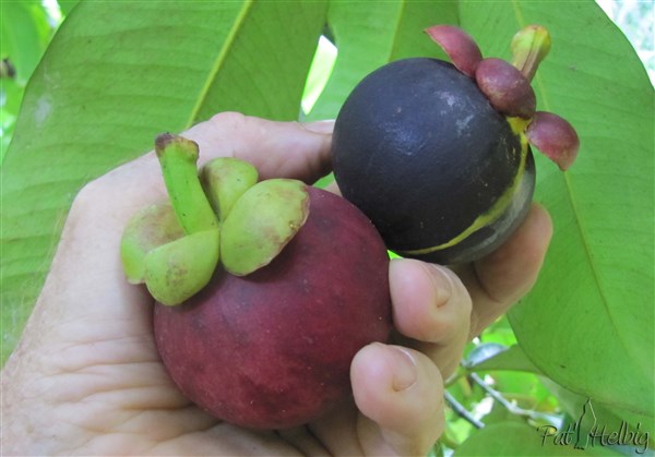 Le mangoustan est un des fruits les plus riches en antioxydants naturels.jpg