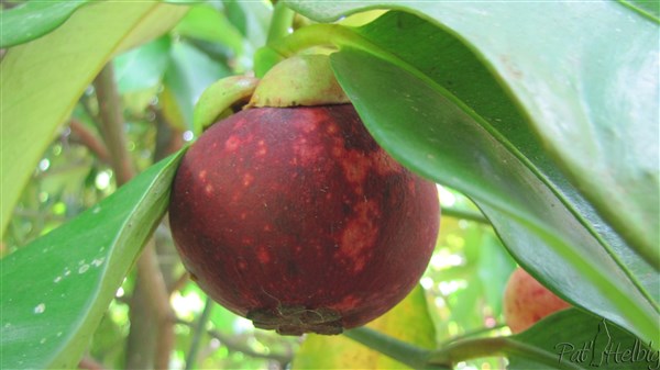 Le fruit, rond mais légèrement aplati à chaque extrémité, est recouvert d'une écorce liégeuse épaisse et lisse de couleur vert-pâle à jaune virant au pourpre violacé à maturité..jpg